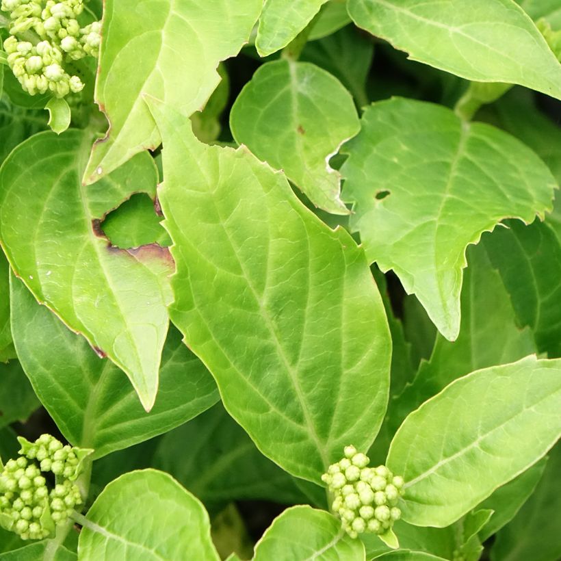Hortensia - Hydrangea macrophylla Pia (Feuillage)