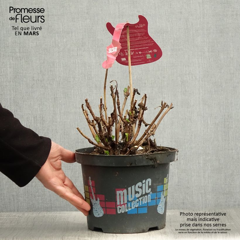 Example of Hortensia - Hydrangea macrophylla Pink Pop Pot de 4L/5L as you get in printemps