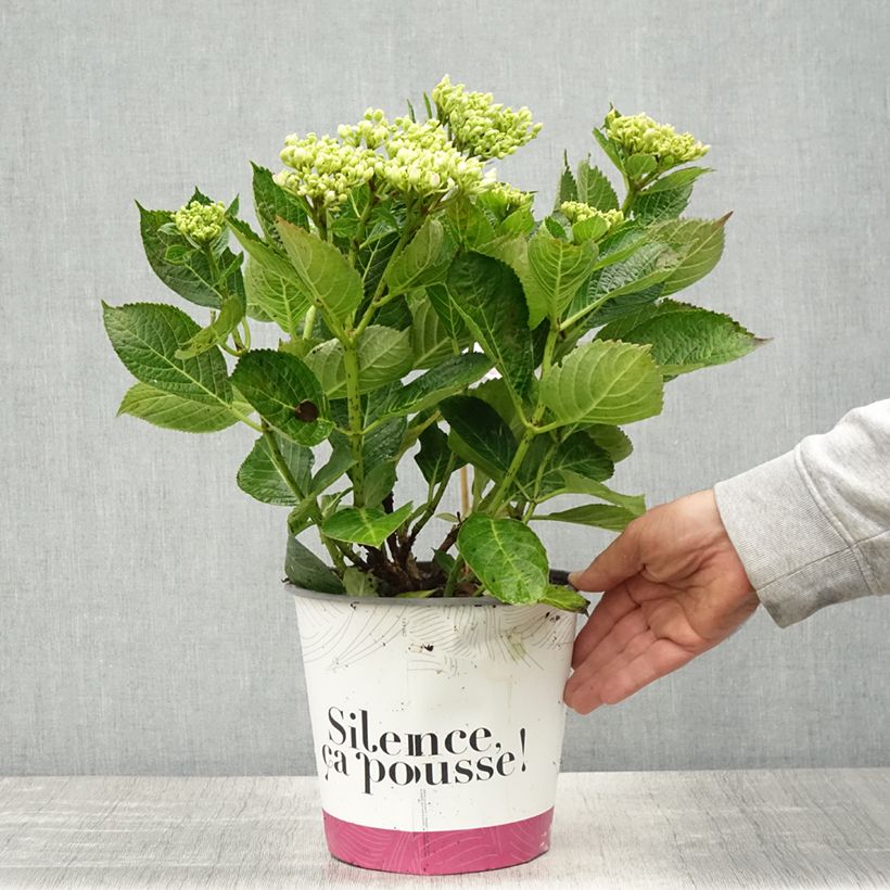 Example of Hortensia - Hydrangea macrophylla Pinky Binder Pot de 4L/5L as you get in printemps