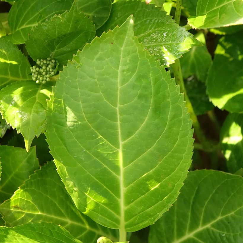 Hortensia - Hydrangea macrophylla Rahic (Foliage)