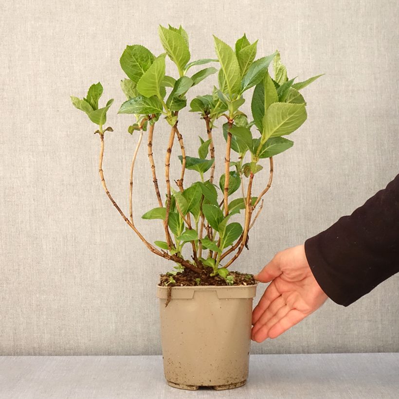 Example of Hortensia - Hydrangea macrophylla Rahic Pot de 3L/4L as you get in printemps