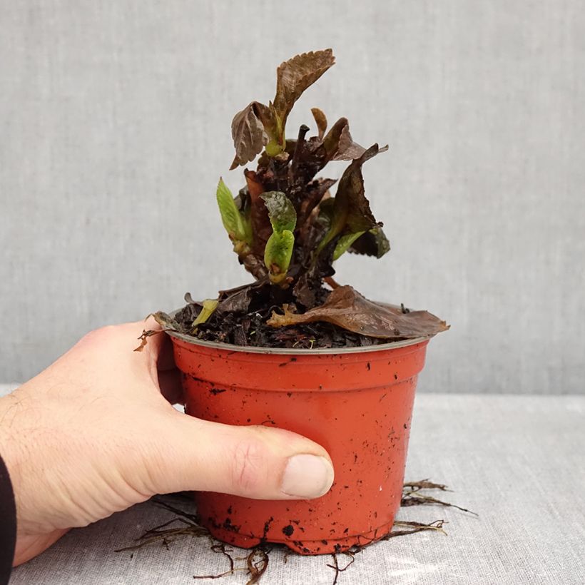 Spécimen de Hortensia - Hydrangea macrophylla Rebellion Choco Love Pot de 12 cm / 13 cm tel que livré en automne