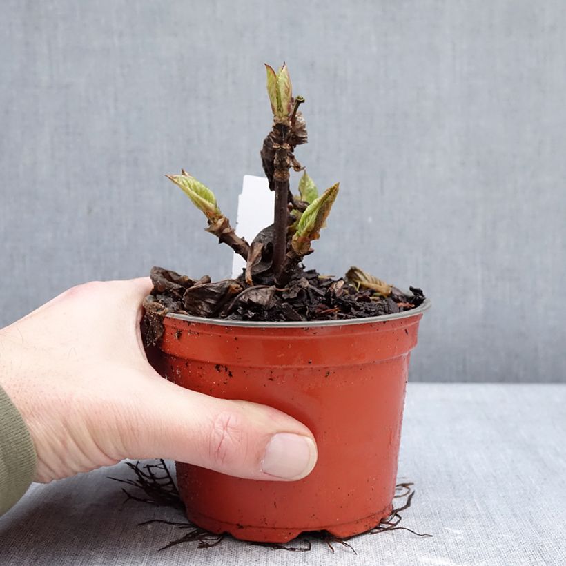 Example of Hortensia - Hydrangea macrophylla Rebellion Choco Love Pot de 12 cm / 13 cm as you get in hiver