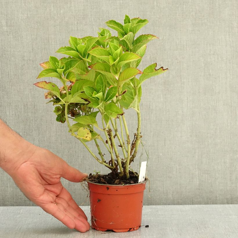 Spécimen de Hortensia - Hydrangea macrophylla Rebellion Ferrari Love Pot de 12 cm / 13 cm tel que livré en été