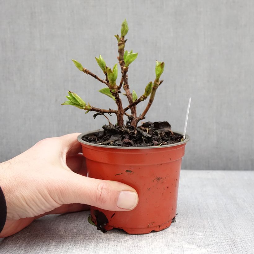 Example of Hortensia - Hydrangea macrophylla Rebellion Ferrari Love Pot de 12 cm / 13 cm as you get in hiver