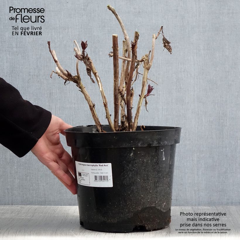 Example of Hortensia - Hydrangea macrophylla Red Ace Pot de 4L/5L as you get in hiver