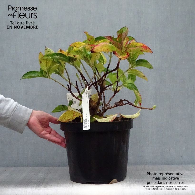 Spécimen de Hortensia - Hydrangea macrophylla Rotschwanz  Pot de 7,5L/10L tel que livré en automne