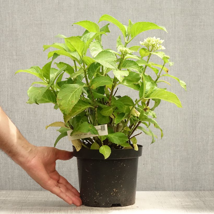 Spécimen de Hortensia - Hydrangea macrophylla Schneeball Pot de 2L/3L tel que livré en été