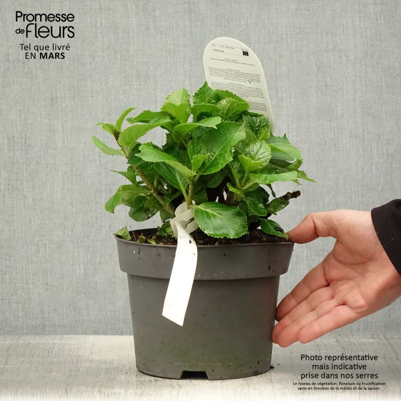 Example of Hortensia - Hydrangea macrophylla Schneeball Pot de 2L/3L as you get in printemps