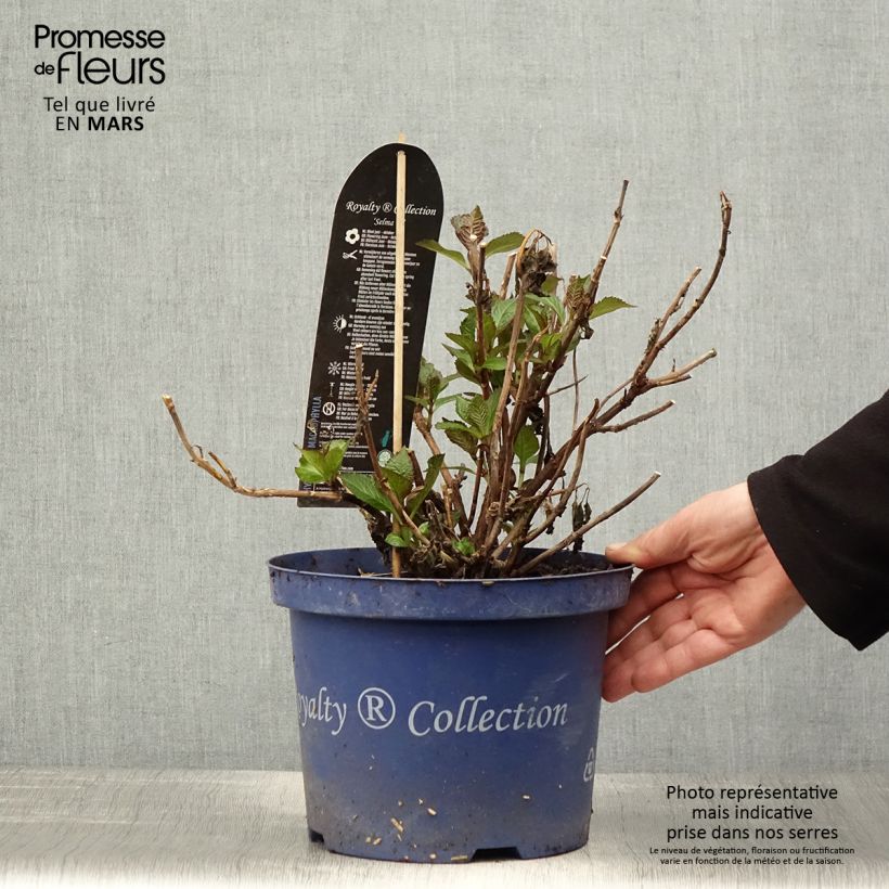 Example of Hortensia - Hydrangea macrophylla Selma Pot de 4L/5L as you get in printemps