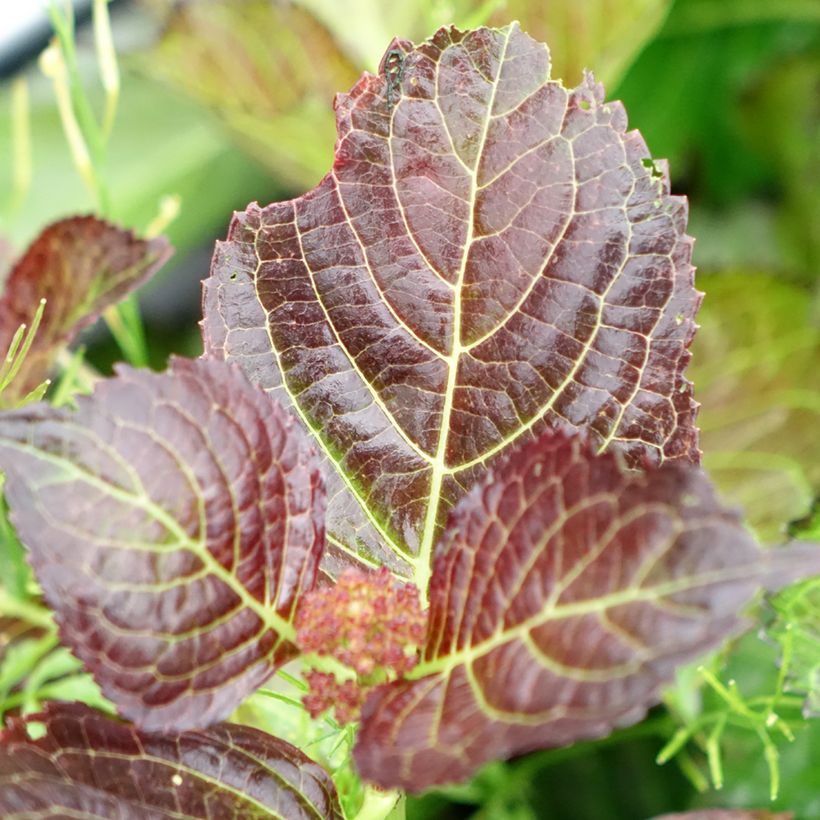Hortensia - Hydrangea macrophylla Selma (Foliage)