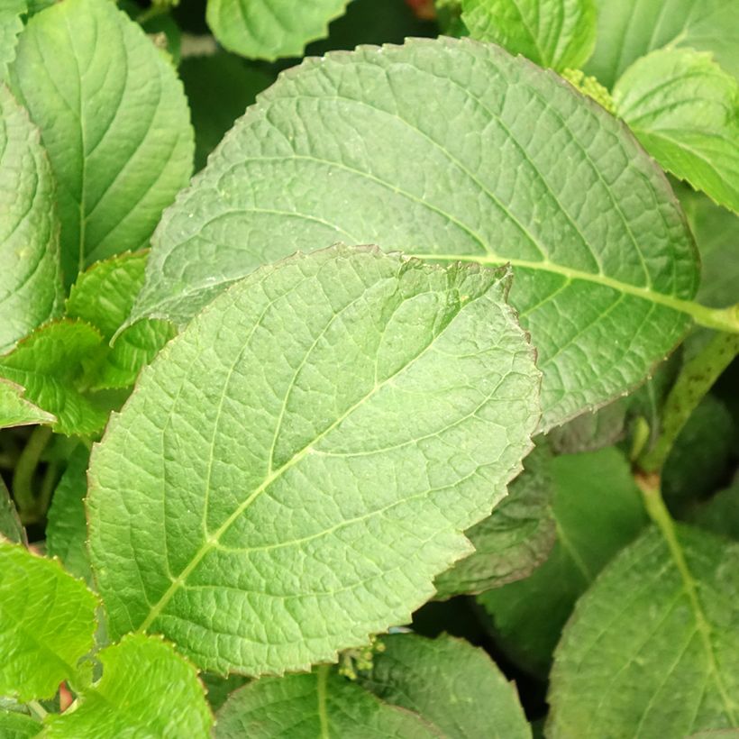Hortensia - Hydrangea macrophylla So Long Sunny (Foliage)
