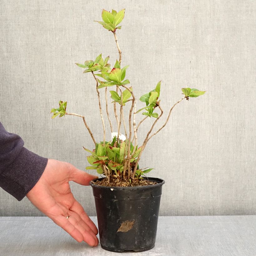 Spécimen de Hortensia - Hydrangea macrophylla So Long® Rosy Pot de 1,5L/2L tel que livré au printemps