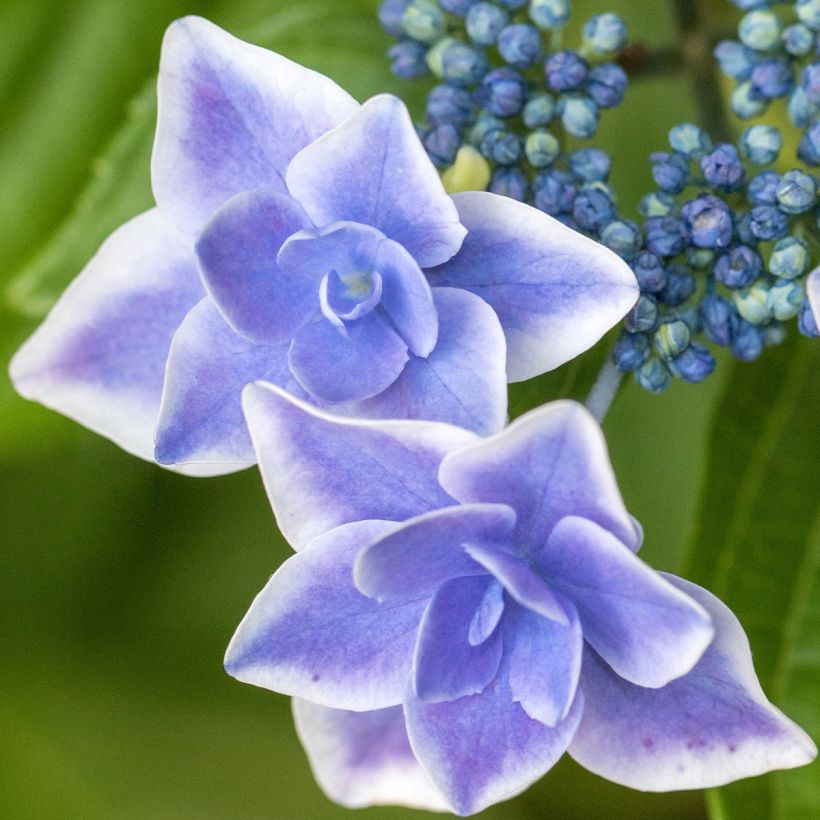 Hortensia - Hydrangea macrophylla Star Gazer Bleu (Flowering)