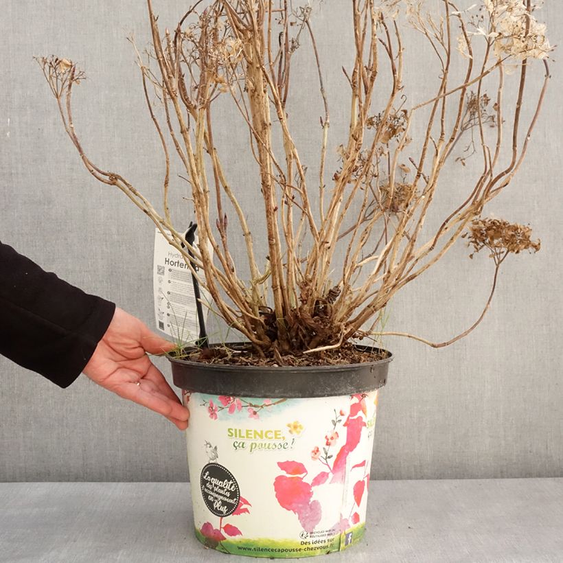 Example of Hortensia - Hydrangea macrophylla Star Gazer Bleu Pot de 7,5L/10L as you get in hiver