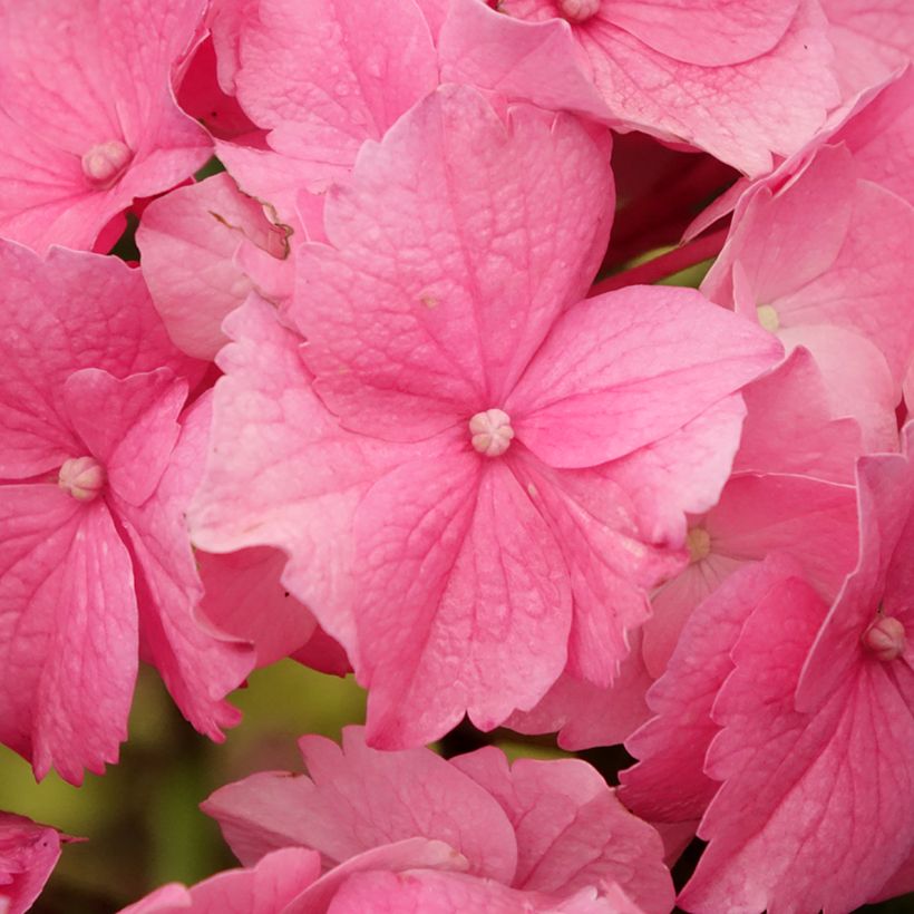 Hortensia - Hydrangea macrophylla Stellar rose (Floraison)