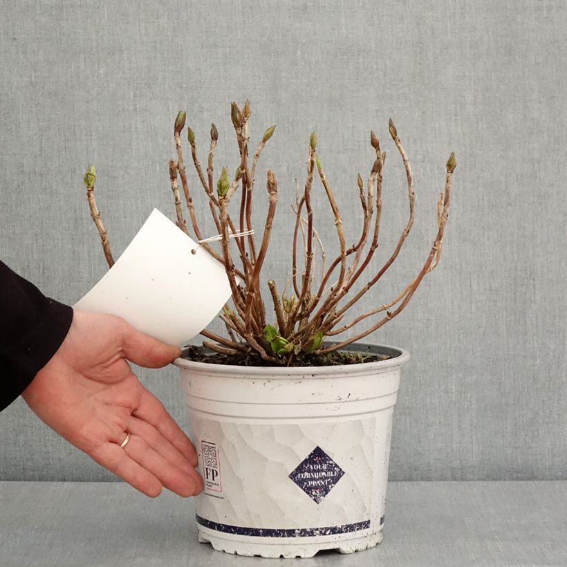 Spécimen de Hortensia - Hydrangea macrophylla Stellar rose Pot de 4L/5L tel que livré en hiver