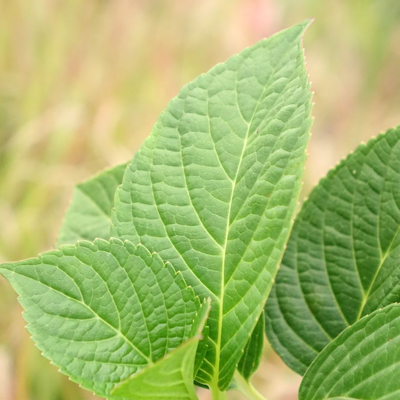 Hortensia - Hydrangea macrophylla Tinkerbell (Foliage)