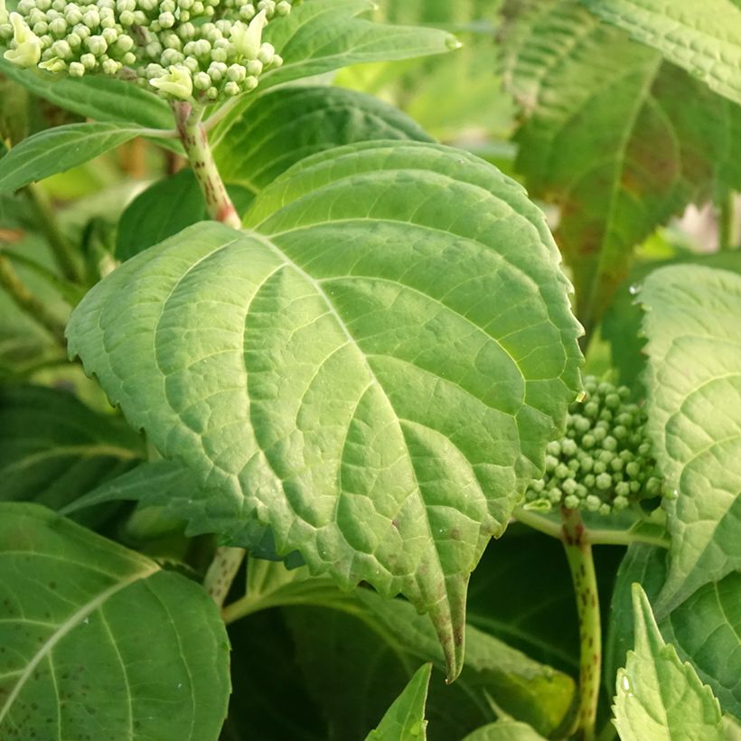 Hortensia - Hydrangea macrophylla Veitchii (Foliage)
