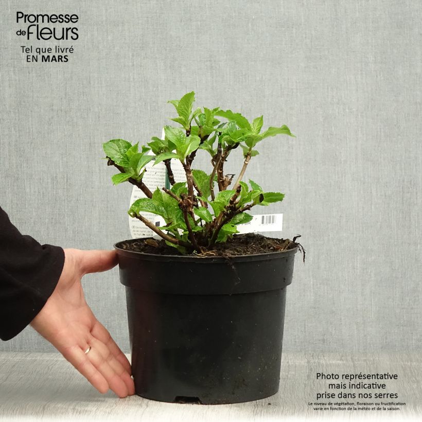 Example of Hortensia - Hydrangea macrophylla Verdi Pot de 4L/5L as you get in printemps