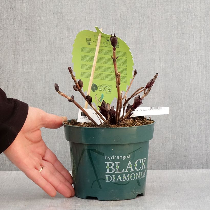 Example of Hortensia - Hydrangea macrophylla x serrata After Midnight Pot de 2L/3L as you get in hiver