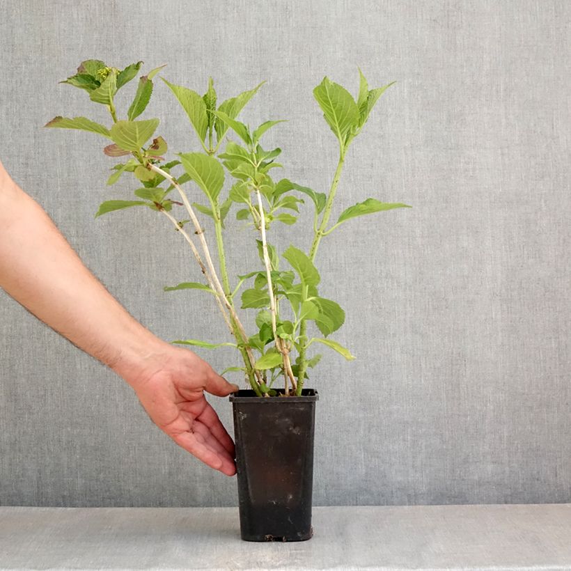 Spécimen de Hortensia - Hydrangea macrophylla You and Me 'Inspire' Pot de 1,5L/2L tel que livré au printemps