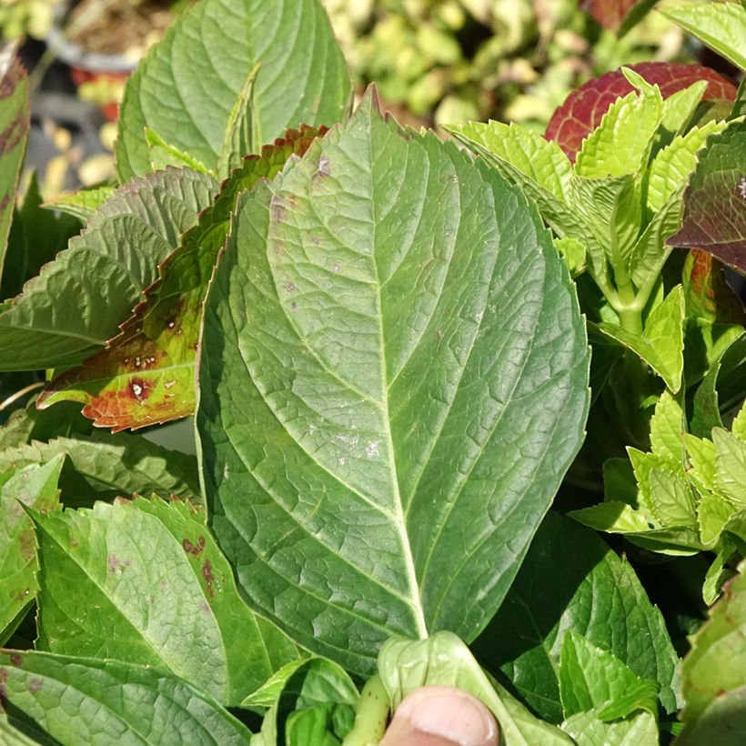 Hortensia - Hydrangea macrophylla You and Me Love (Foliage)