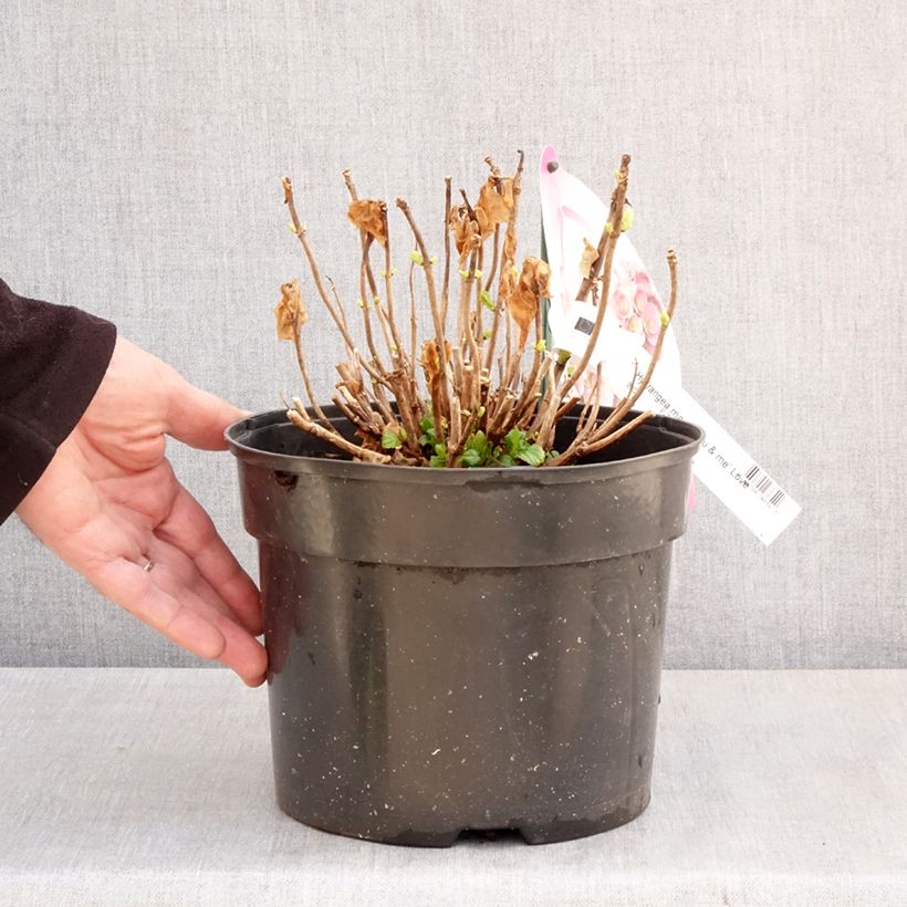 Example of Hortensia - Hydrangea macrophylla You and Me Love Pot de 3L/4L as you get in printemps