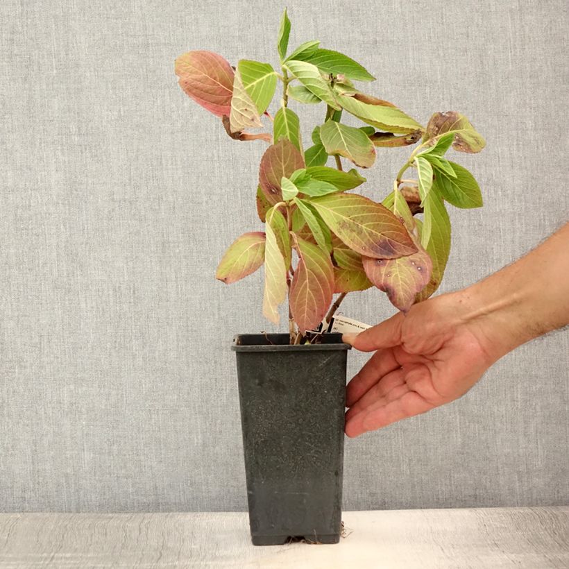 Spécimen de Hortensia - Hydrangea macrophylla You and Me Romance Pot de 1,5L/2L tel que livré en été