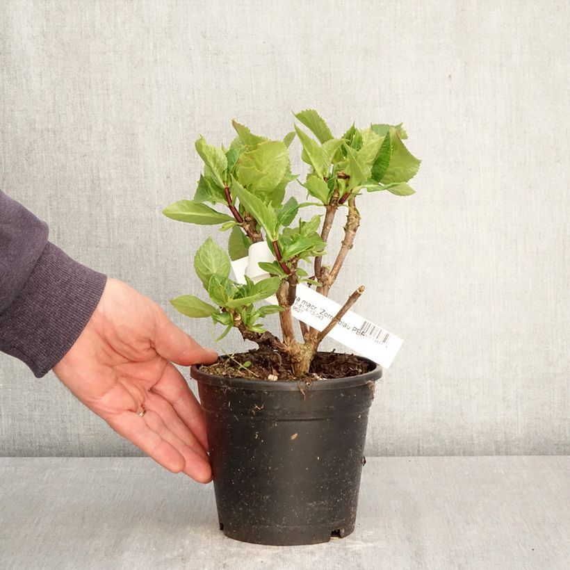 Spécimen de Hortensia - Hydrangea macrophylla Zorro Pot de 1L/1,5L tel que livré au printemps