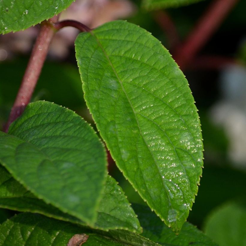 Hydrangea paniculata Bobo - Hortensia paniculé nain (Foliage)