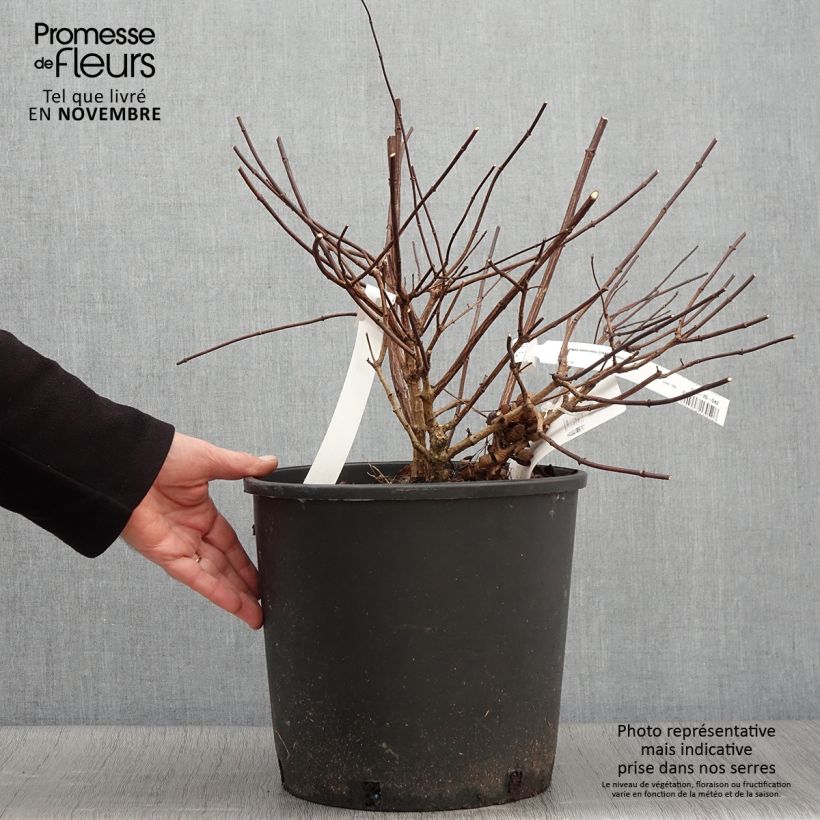 Spécimen de Hydrangea paniculata Diamant Rouge - Hortensia paniculé Pot de 7,5L/10L, Buisson, 3/4 branches tel que livré en automne