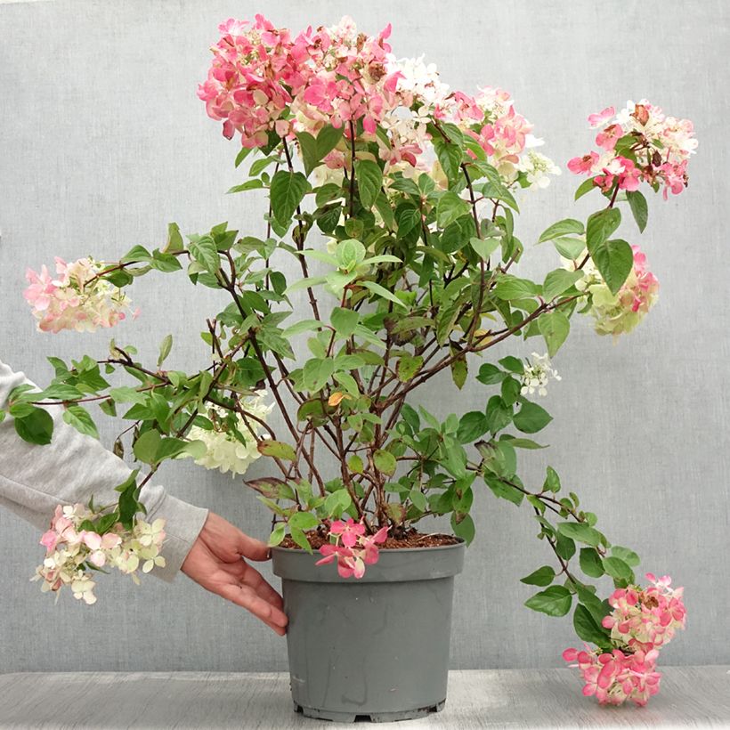 Spécimen de Hydrangea paniculata Diamant Rouge - Hortensia paniculé Pot de 7,5L/10L, Buisson, 3/4 branches tel que livré en été