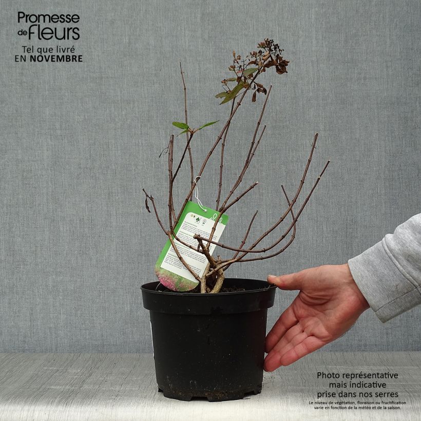 Spécimen de Hydrangea paniculata Diamant Rouge - Hortensia paniculé Pot de 2L/3L, Buisson, 3/4 branches tel que livré en automne
