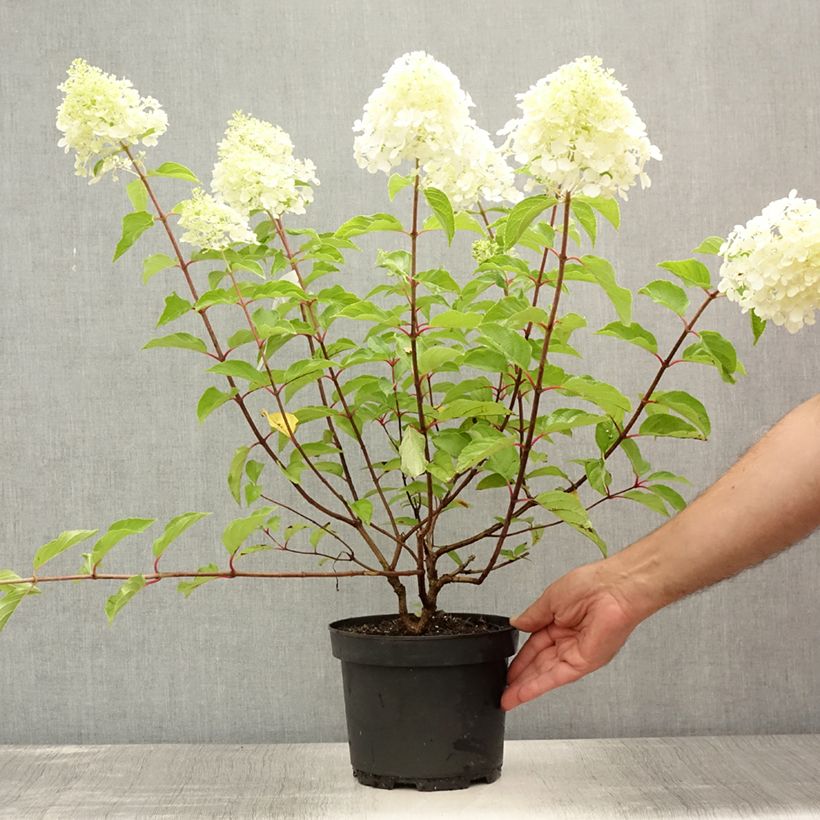 Spécimen de Hydrangea paniculata Diamant Rouge - Hortensia paniculé Pot de 2L/3L, Buisson, 3/4 branches tel que livré en été
