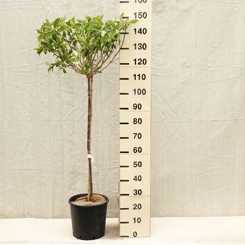 Example of Hydrangea paniculata Limelight - Hortensia paniculé Pot de 12L/15L, Tige de 90 cm as you get in printemps