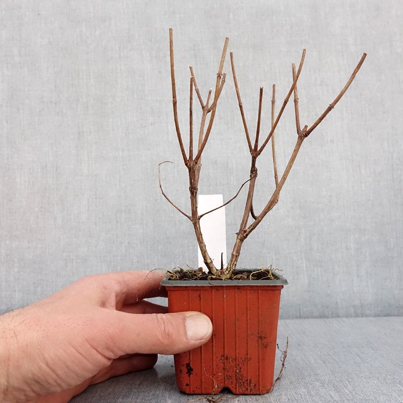 Example of Hortensia - Hydrangea paniculata Pink Diamond Godet de 8/9 cm as you get in hiver