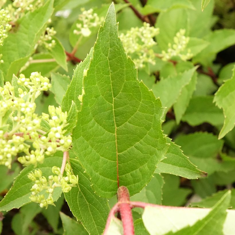 Hydrangea paniculata Pinkachu - Hortensia paniculé (Foliage)