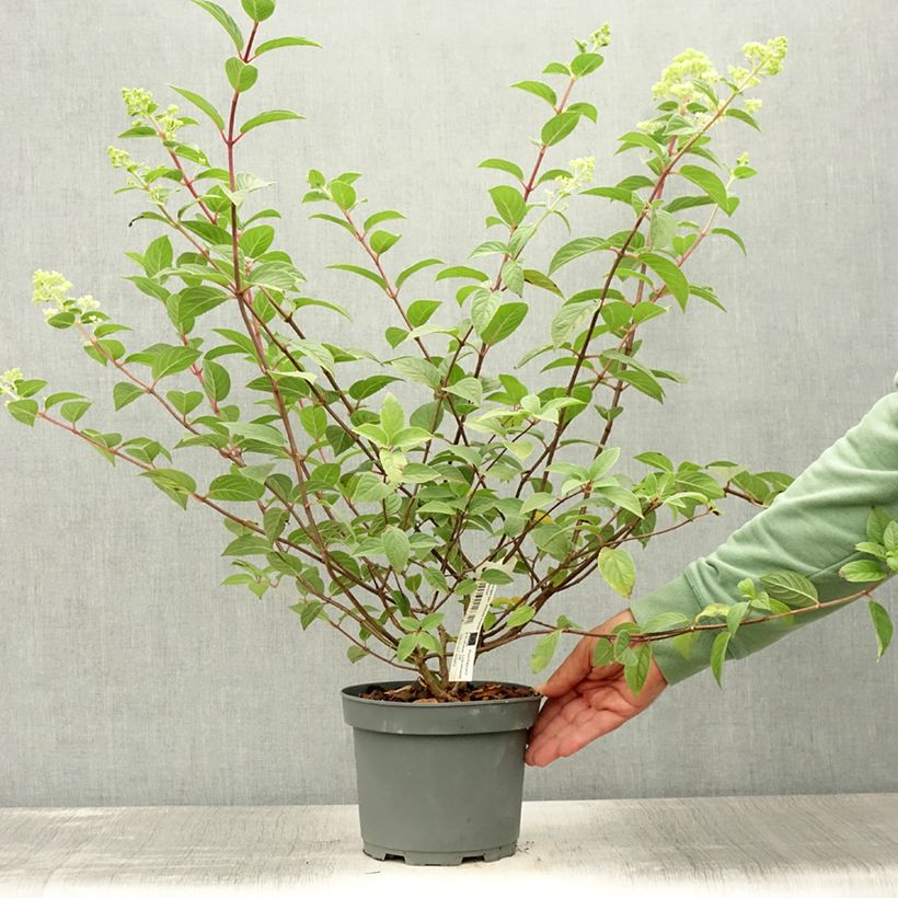 Spécimen de Hydrangea paniculata Sundae Fraise - Hortensia paniculé rose Pot de 2L/3L tel que livré en été