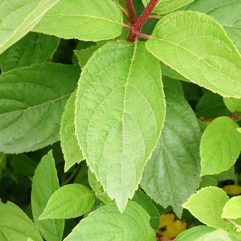 Hydrangea paniculata Unique - Hortensia paniculé (Foliage)