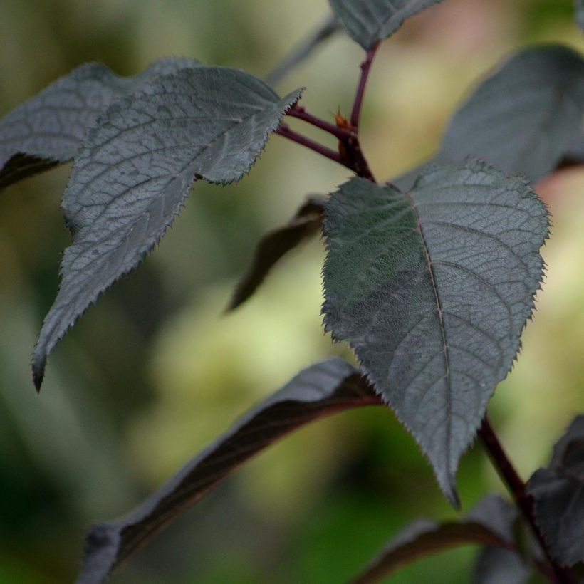 Hydrangea paniculata White Diamonds - Hortensia paniculé (Foliage)