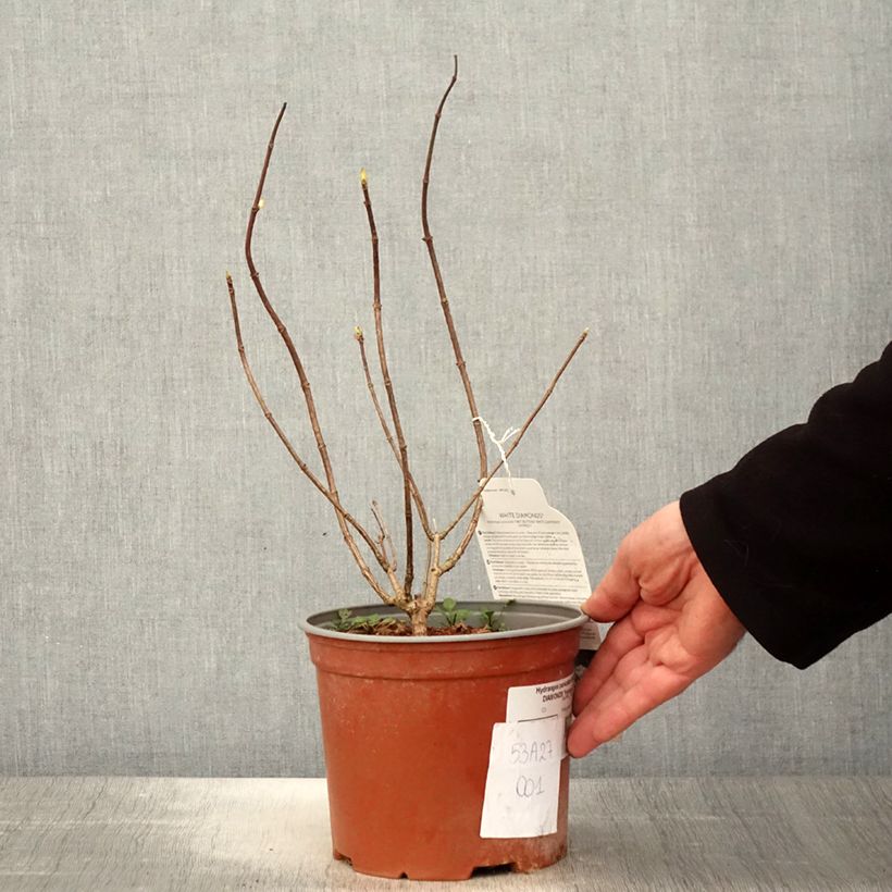 Example of Hydrangea paniculata White Diamonds - Hortensia paniculé Pot de 3L/4L as you get in printemps