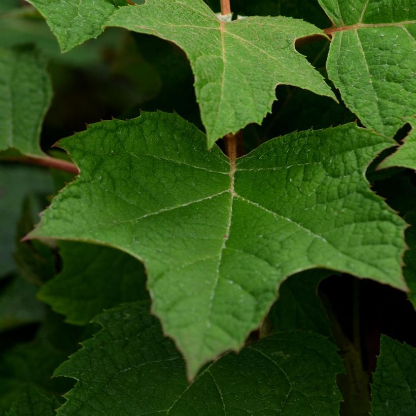 Hydrangea quercifolia Harmony - Hortensia à feuilles de chêne (Foliage)