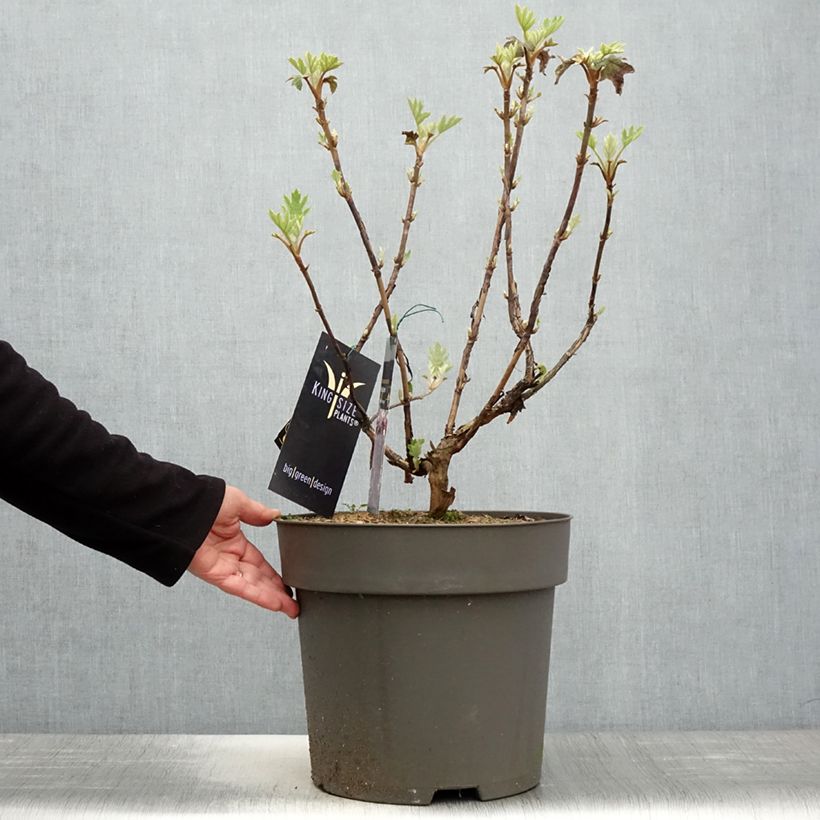 Example of Hydrangea quercifolia Ruby Slippers - Hortensia à feuilles de chêne Pot de 7,5L/10L as you get in printemps