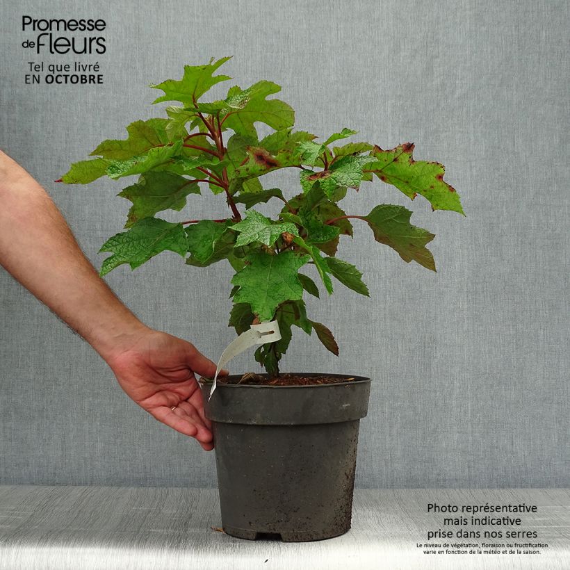 Spécimen de Hydrangea quercifolia Ruby Slippers - Hortensia à feuilles de chêne Pot de 3L/4L tel que livré en automne