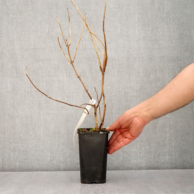 Example of Hortensia - Hydrangea Renaissance Pot de 1,5L/2L as you get in printemps