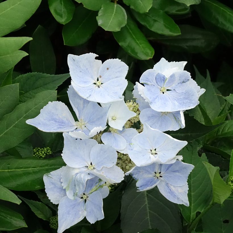 Hortensia - Hydrangea Renaissance (Flowering)