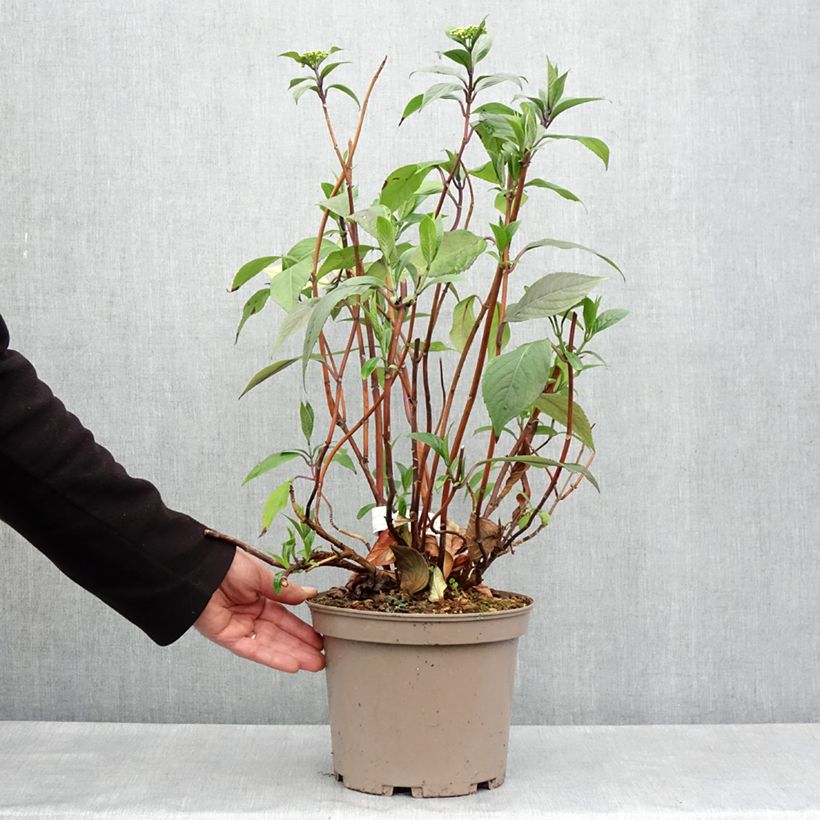 Example of Hortensia - Hydrangea Renaissance Pot de 4L/5L as you get in printemps