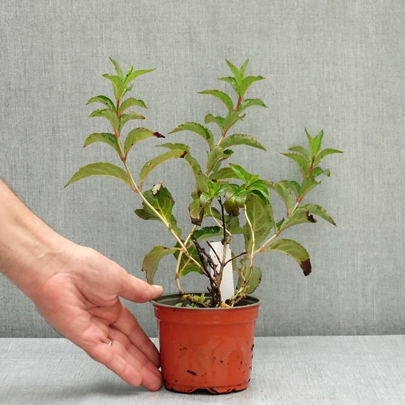 Spécimen de Hortensia - Hydrangea scandens First Love Pot de 12 cm / 13 cm tel que livré en été