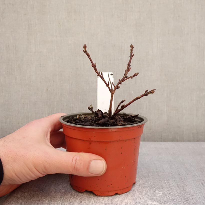 Example of Hortensia - Hydrangea scandens First Love Pot de 12 cm / 13 cm as you get in hiver